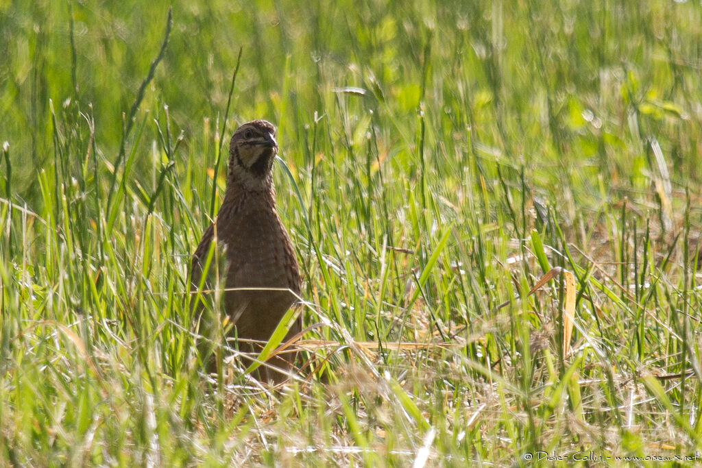 Caille des blésadulte, identification