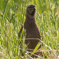 Common Quail