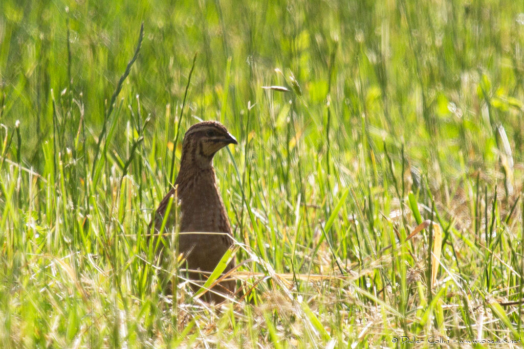 Caille des blésadulte, identification