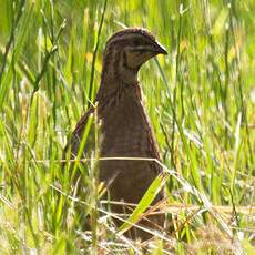 Common Quail