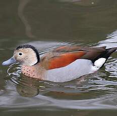 Ringed Teal