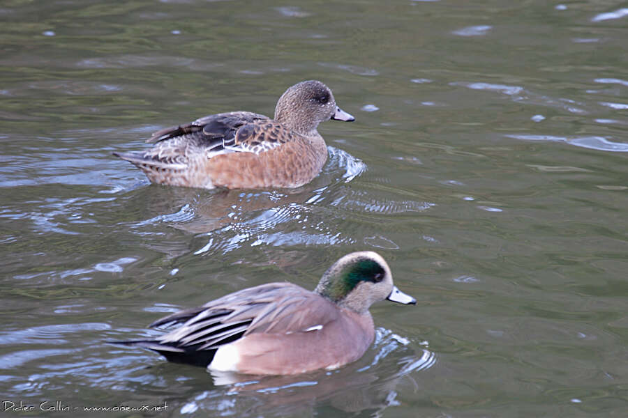 Canard à front blancadulte, pigmentation
