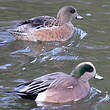 Canard à front blanc