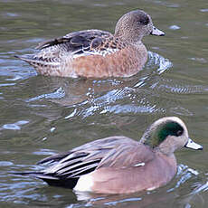 Canard à front blanc