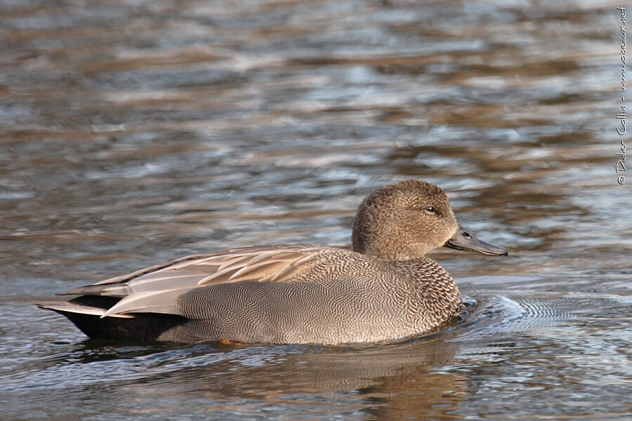 Gadwall, identification