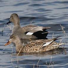 Gadwall