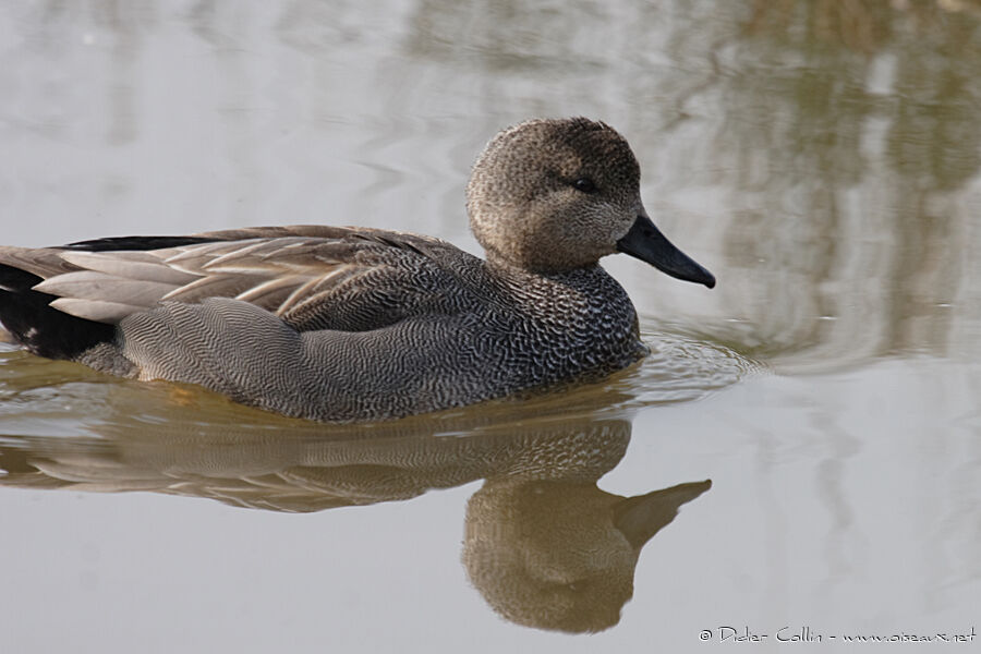 Canard chipeau