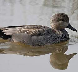 Gadwall