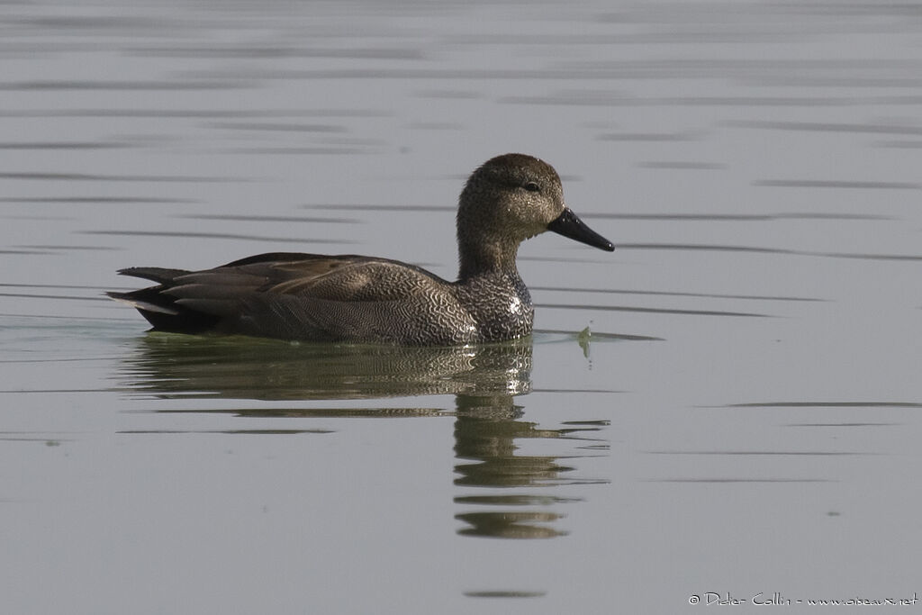 Gadwall male adult, identification