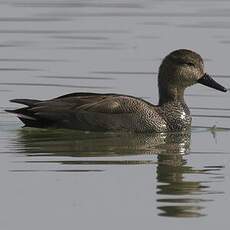 Gadwall