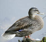 Canard colvert