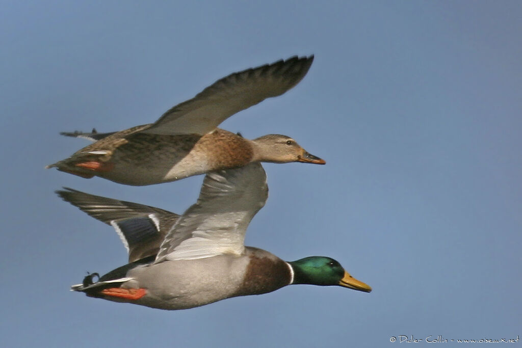 Canard colvertadulte, Vol