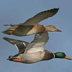 Mallard