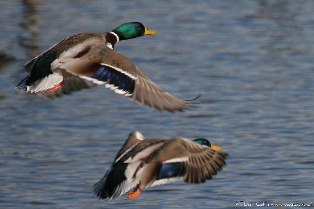 Canard colvert mâle, Vol