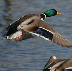 Canard colvert