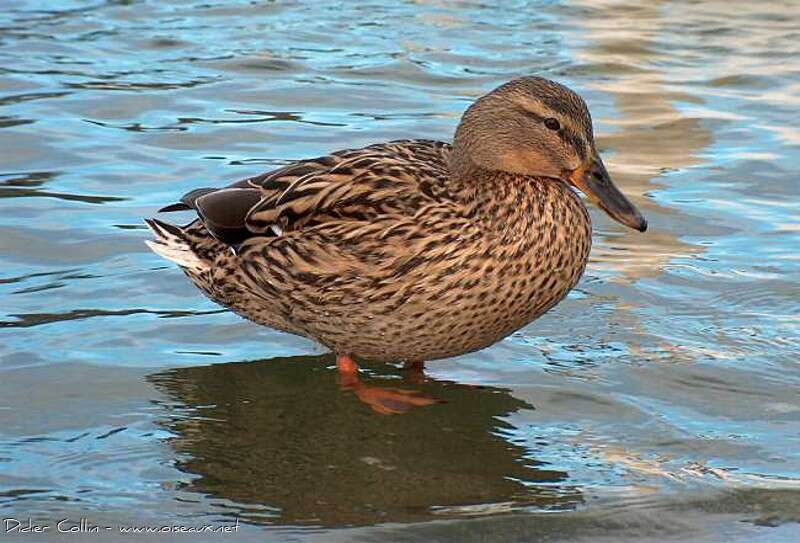 Mallard female adult, identification