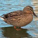 Canard colvert