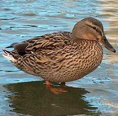 Canard colvert
