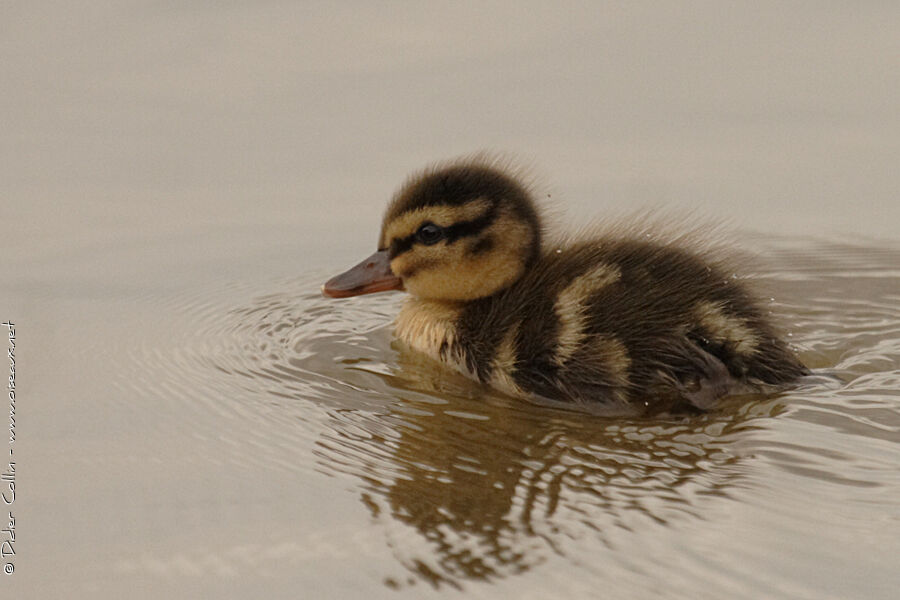 Canard colvertjuvénile