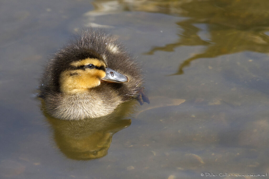 Canard colvertjuvénile, identification, Comportement