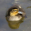 Canard colvert