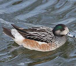 Chiloe Wigeon