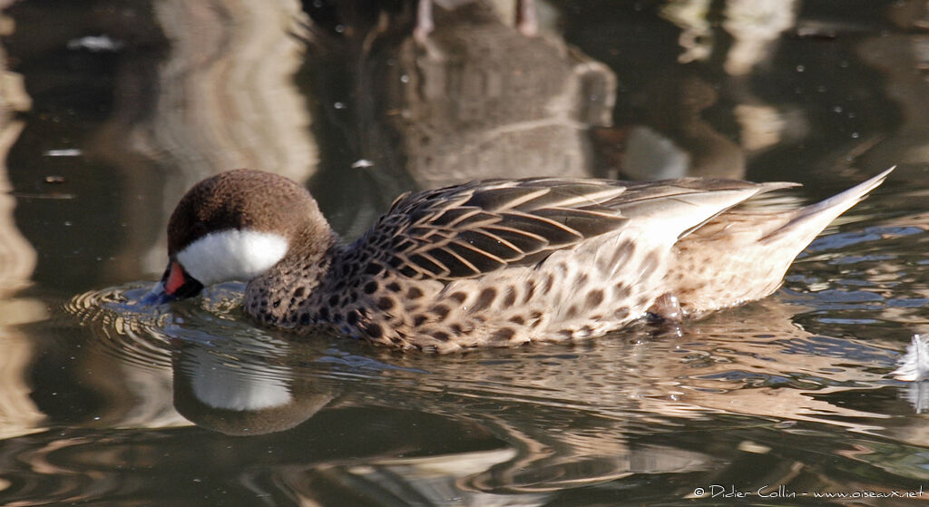 White-cheeked Pintail, identification