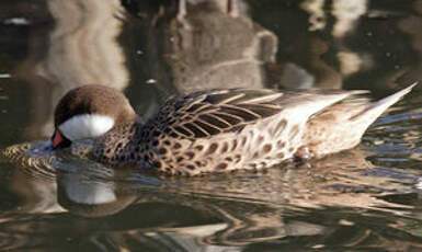 White-cheeked Pintail