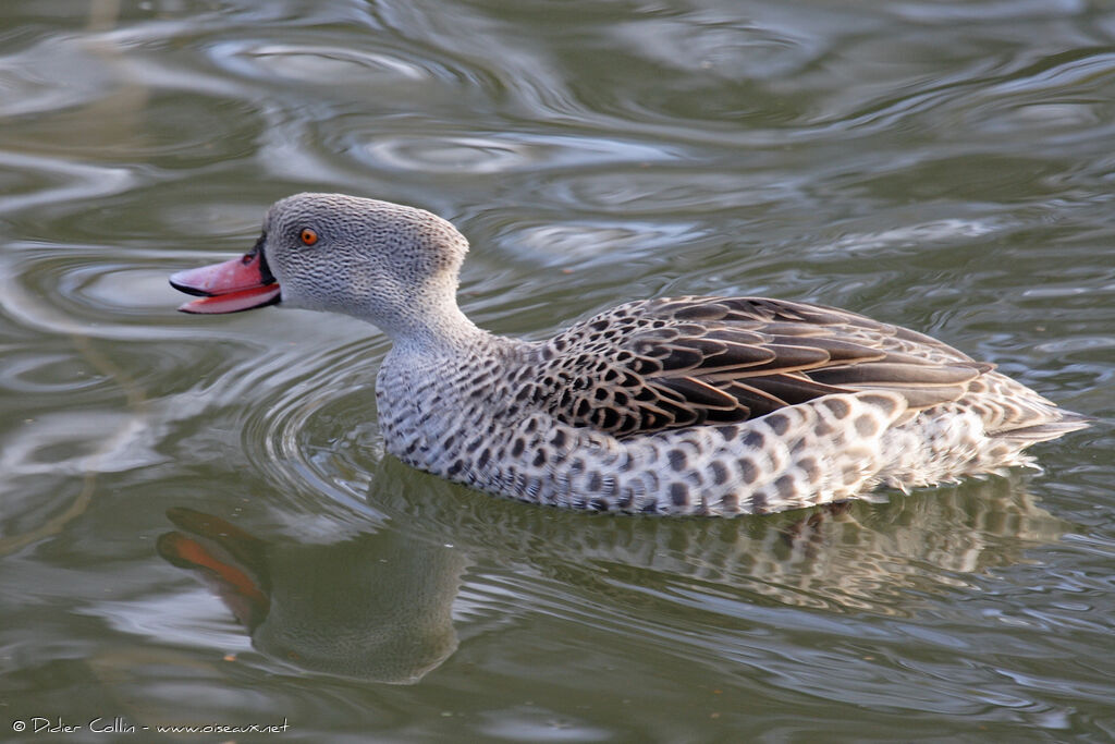 Canard du Cap, identification