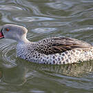 Canard du Cap
