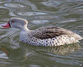 Cape Teal