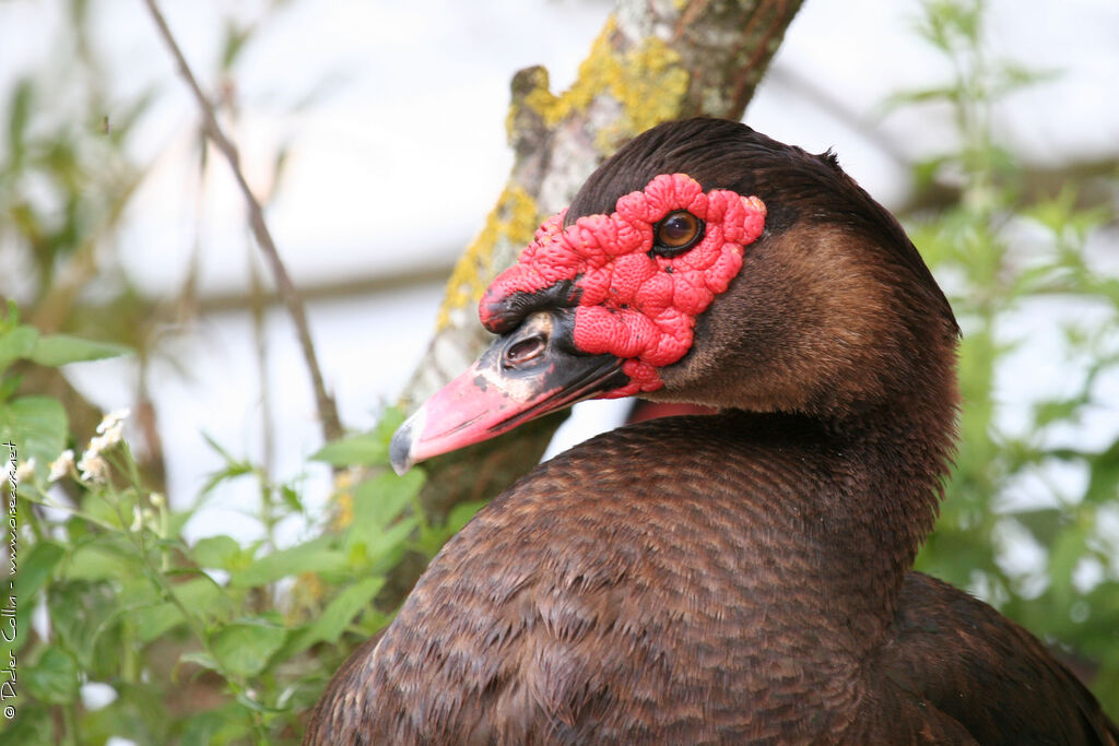 Canard musqué, identification