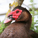 Canard musqué