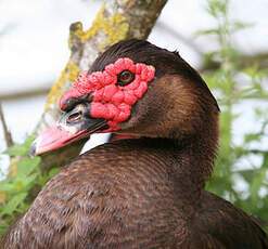 Muscovy Duck