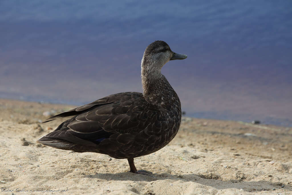American Black Duck male adult post breeding, identification