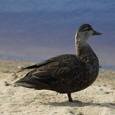 American Black Duck