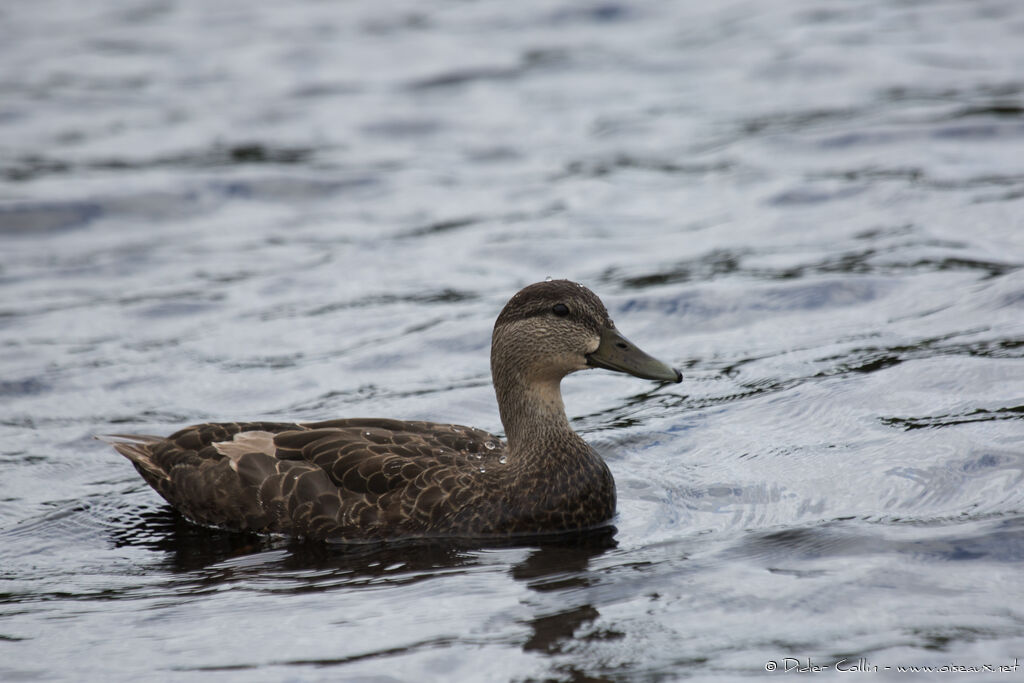 Canard noir femelle adulte, identification