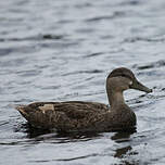 Canard noir