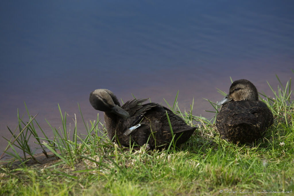 American Black Duckjuvenile, identification