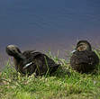 Canard noir