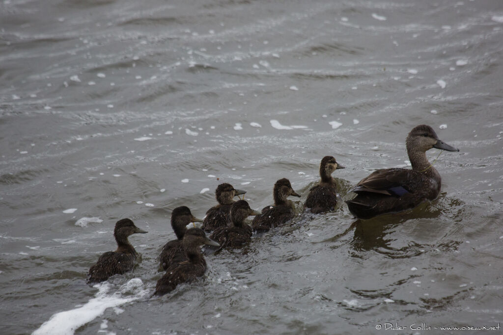 Canard noir