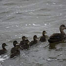 Canard noir