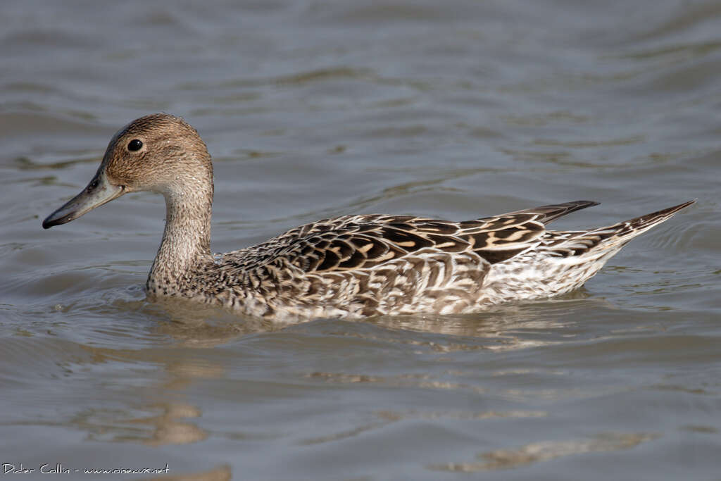 Canard pilet femelle adulte, identification