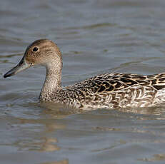 Northern Pintail