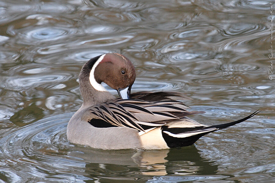 Canard pilet mâle adulte, identification