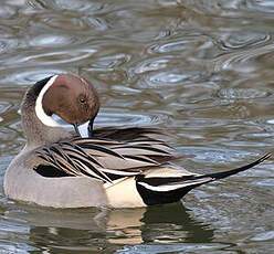 Northern Pintail