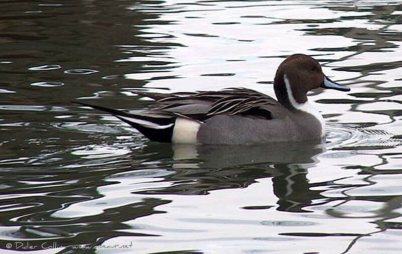 Canard pilet mâle adulte, identification