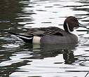 Canard pilet