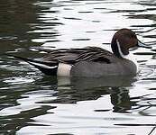 Canard pilet