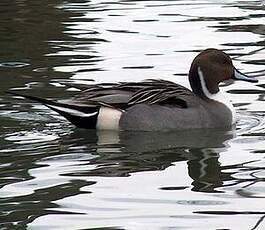 Northern Pintail